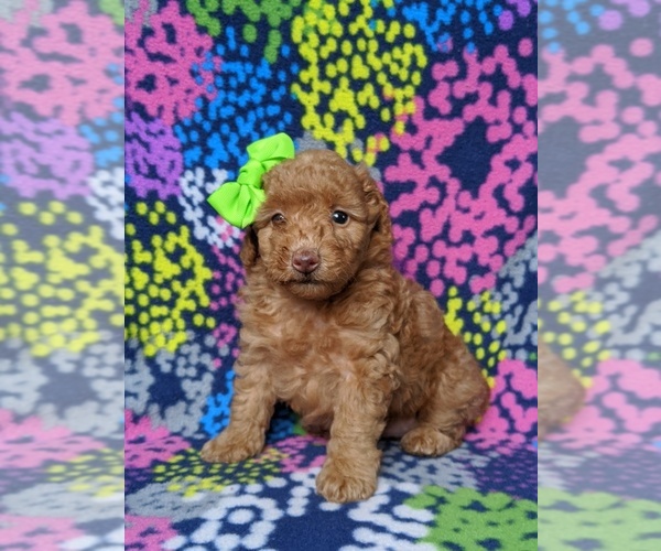 Medium Photo #4 Poodle (Toy) Puppy For Sale in LINCOLN UNIV, PA, USA