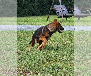 German Shepherd Dog Puppy for sale in LYNCH STATION, VA, USA