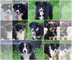 Australian Shepherd Litter for sale in ACTON, CA, USA