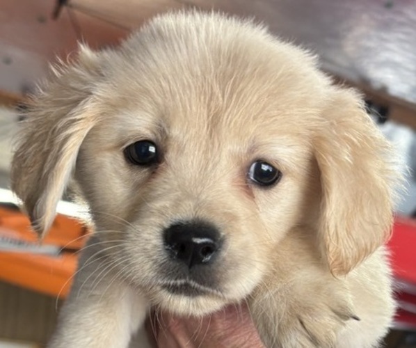 Medium Photo #8 Golden Retriever Puppy For Sale in HIDALGO, IL, USA