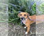 Small #1 American Pit Bull Terrier Mix
