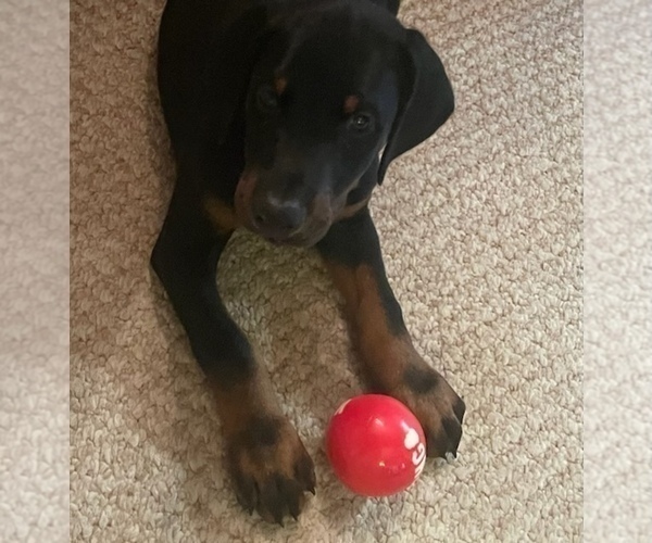 Medium Photo #2 Doberman Pinscher Puppy For Sale in ULYSSES, PA, USA