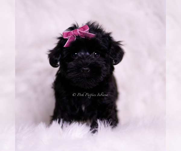 Medium Photo #16 Yorkipoo Puppy For Sale in WARSAW, IN, USA