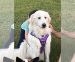 Small #2 Great Pyrenees