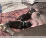 Small #1 Great Dane
