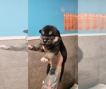 Small #1 Siberian Husky