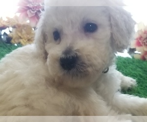 Poodle (Standard) Puppy for sale in SOUTHFIELD, MI, USA