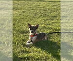 Small Photo #2 Chihuahua-Unknown Mix Puppy For Sale in Princeton, MN, USA