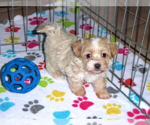 Maltipoo Puppy for sale in ORO VALLEY, AZ, USA