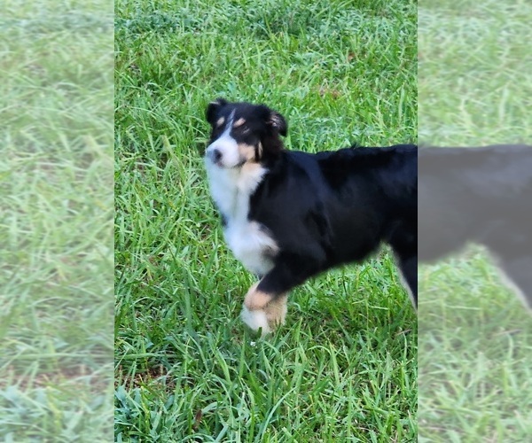 Medium Photo #1 Miniature Australian Shepherd Puppy For Sale in WILLS POINT, TX, USA