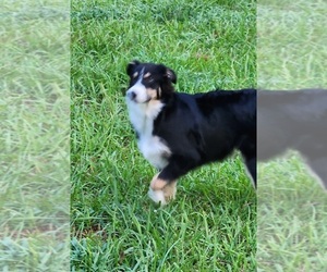 Miniature Australian Shepherd Puppy for sale in WILLS POINT, TX, USA