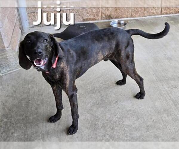 Medium Photo #1 Plott Hound Puppy For Sale in Derwood, MD, USA