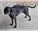 Small Plott Hound