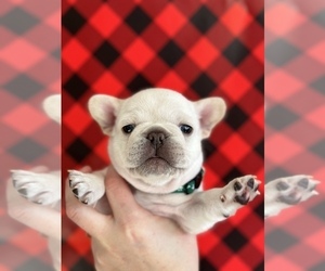 French Bulldog Puppy for sale in COLFAX, NC, USA