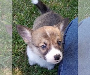 Pembroke Welsh Corgi Puppy for sale in ELLENSBURG, WA, USA