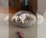 Small #2 Shih Tzu