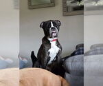 Small #2 Boxer Mix