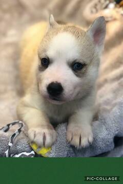 Medium Photo #3 Siberian Husky Puppy For Sale in TAYLORVILLE, IL, USA
