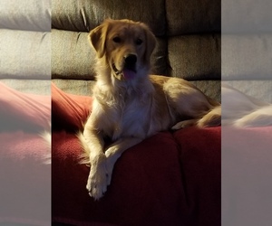 Golden Retriever Dogs for adoption in MORRISTOWN, IN, USA