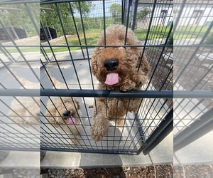 Father of the Goldendoodle (Miniature) puppies born on 07/23/2026