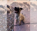Small Photo #12 Belgian Malinois Puppy For Sale in SAINT GEORGE, UT, USA
