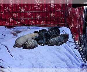 Mastiff Puppy for sale in LESTER PRAIRIE, MN, USA