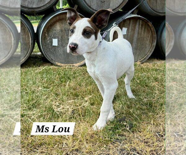 Medium Photo #1 American Pit Bull Terrier-American Staffordshire Terrier Mix Puppy For Sale in Chester, VA, USA