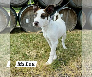American Pit Bull Terrier-American Staffordshire Terrier Mix Dogs for adoption in Chester, VA, USA