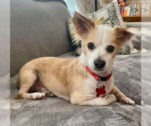 Chihuahua-Unknown Mix Dogs for adoption in San Diego, CA, USA