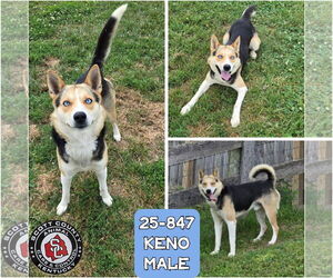 Huskies -Unknown Mix Dogs for adoption in Georgetown, KY, USA