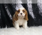 Small #2 Cavalier King Charles Spaniel