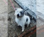 Small #5 Mutt