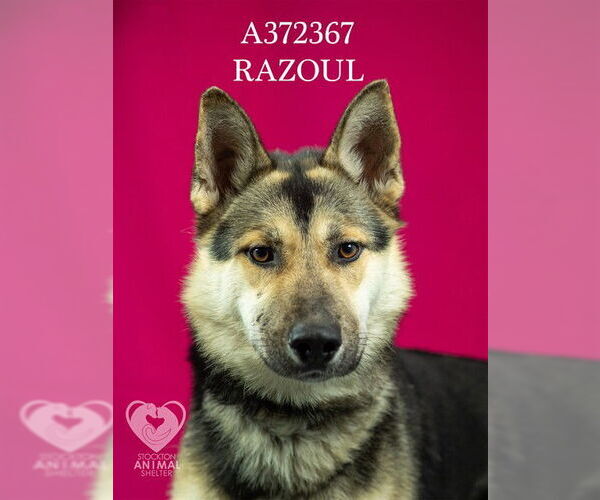 Medium Photo #2 German Shepherd Dog Puppy For Sale in Stockton, CA, USA