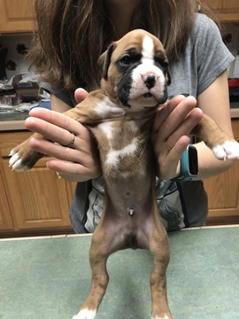 Medium Photo #4 Boxer Puppy For Sale in ELKO, NV, USA