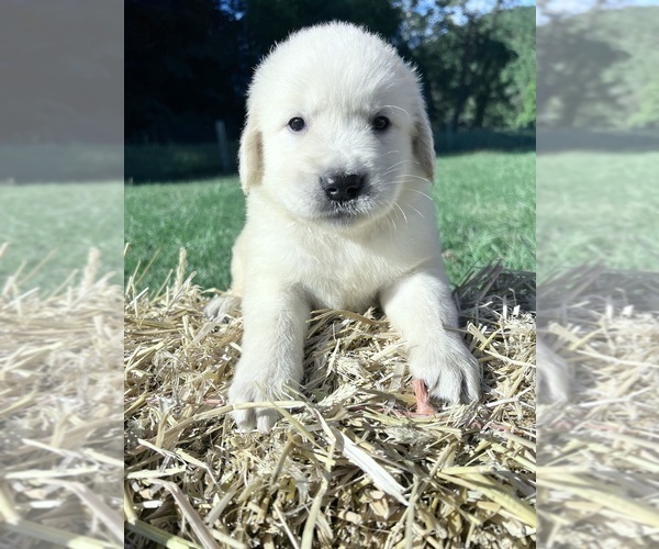 Medium Photo #9 Golden Retriever Puppy For Sale in NEOLA, WV, USA