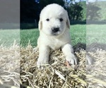 AKC Ready to Go - Male Golden Retriever Puppy for Sale - Photo #9