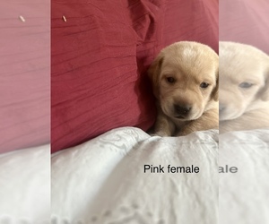 Labrador Retriever Puppy for sale in INVERNESS, FL, USA
