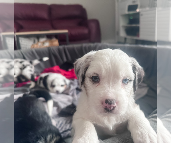 Medium Photo #15 Australian Shepherd-Bernedoodle Mix Puppy For Sale in MELROSE, NY, USA