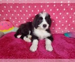 Small Photo #8 Bernedoodle Puppy For Sale in COLORADO SPRINGS, CO, USA