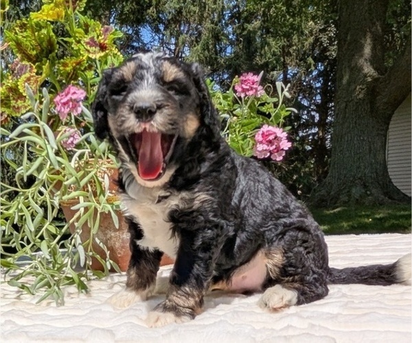 Medium Photo #5 Miniature Bernedoodle Puppy For Sale in GOSHEN, IN, USA