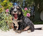 Small #4 Miniature Bernedoodle