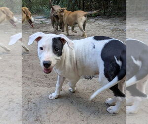 Medium American Staffordshire Terrier-Labrador Retriever Mix