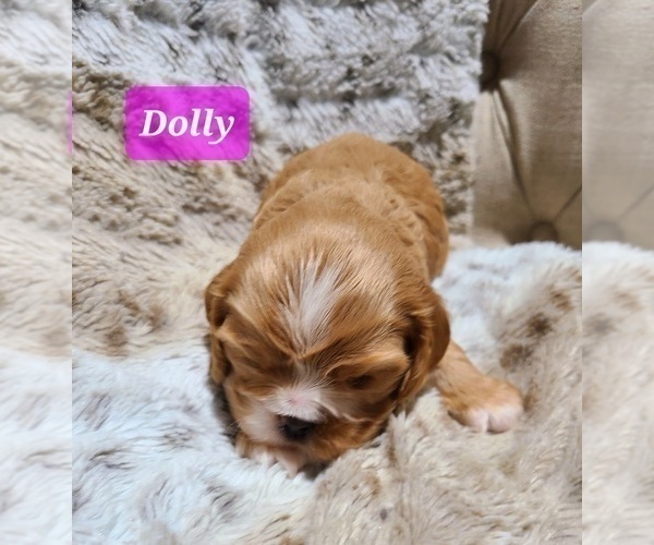 Medium Photo #5 Cocker Spaniel Puppy For Sale in MIDDLEBURY, IN, USA