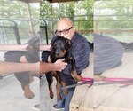 Small Photo #97 Rottweiler Puppy For Sale in RIEGELWOOD, NC, USA