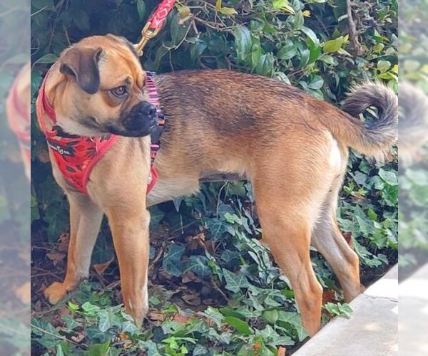 Medium Photo #5 Pug-Unknown Mix Puppy For Sale in Tustin, CA, USA
