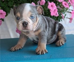 Medium English Bulldog
