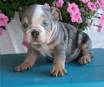Puppy Hudson English Bulldog