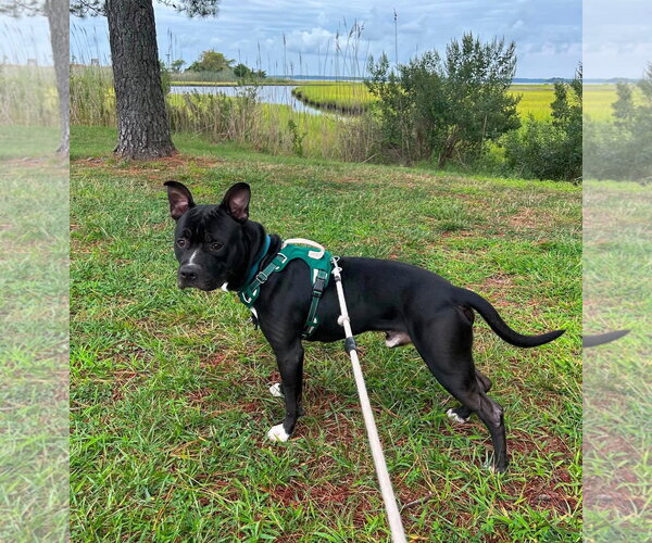 Medium Photo #3 Mutt Puppy For Sale in Rockville, MD, USA