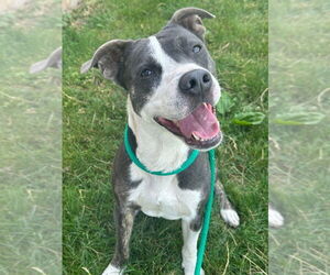 American Pit Bull Terrier Dogs for adoption in La Porte, IN, USA