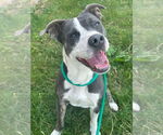 Small American Pit Bull Terrier
